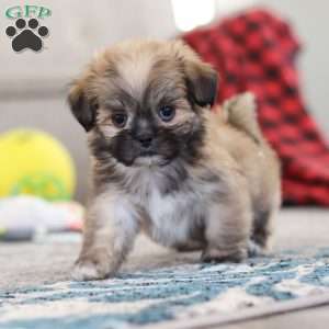 Taylor, Lhasa Apso Puppy